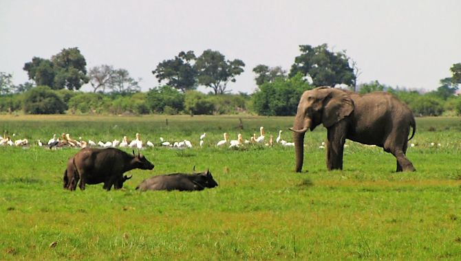 Essentiel Botswana elephants