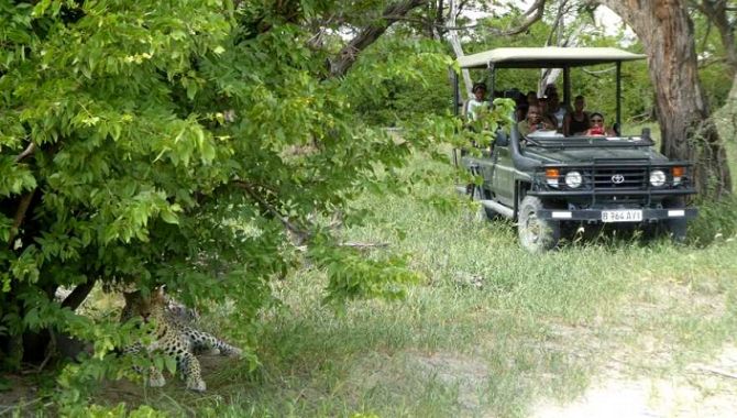 Essentiel Botswana safari