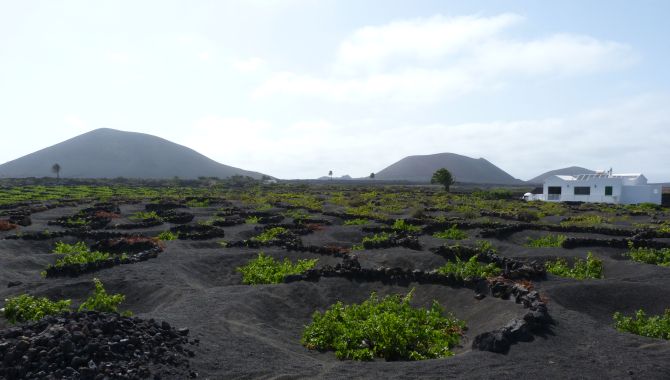 Lanzarote vignes