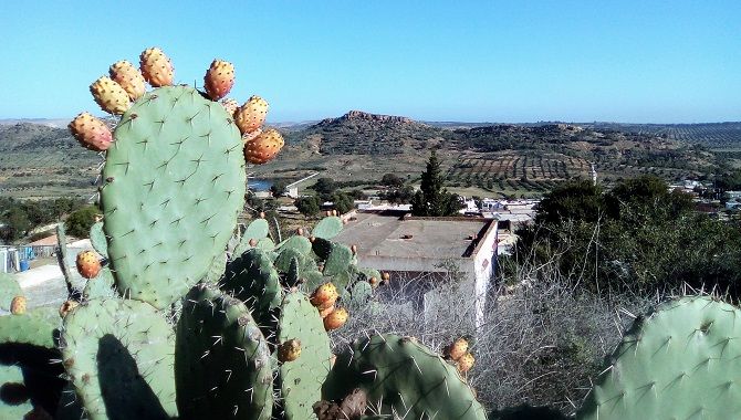 takrouna-cactus