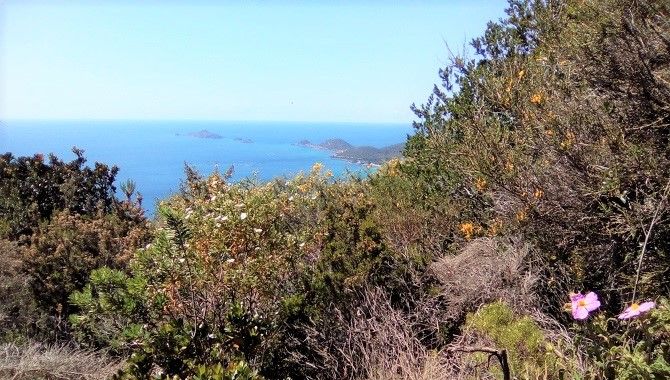 Ajaccio maquis