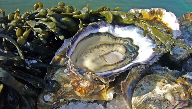 Oleron huitre