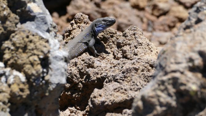 La Palma lezard a gorge bleue