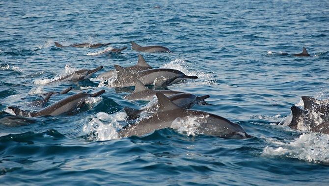 Aya Voyages Oman dauphins
